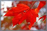 Quebec_556